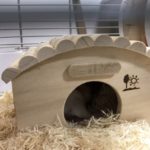 我が家のハムスターの寝姿