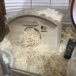 巣箱に閉じこもるゴールデンハムスターの気持ち