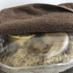我が家のハムスターのハウス