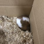 沈むハムスター